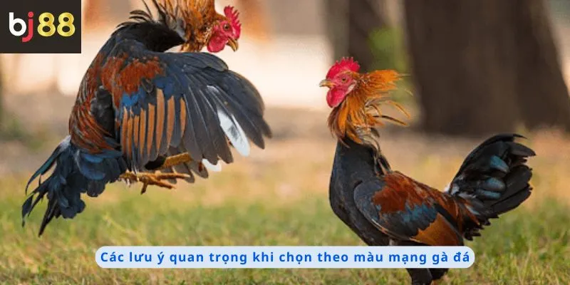 Màu Mạng Gà Đá 2 Các lưu ý quan trọng