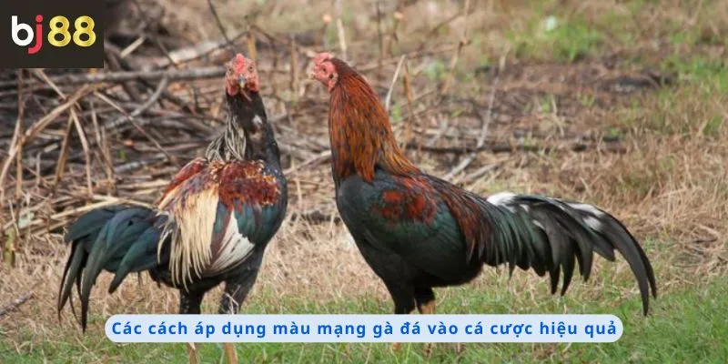 Màu Mạng Gà Đá 1 Các cách áp dụng hiệu quả